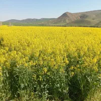 زمینهایی چسبیده به محدوده