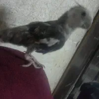عروس هلندی صبحت می‌کنه میگه بدو و سوت میزنه