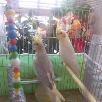 پرنده