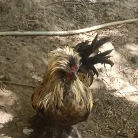مرغ خروس سلطان نژاد اصل