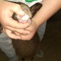 ۵تا میش ۳تا بره