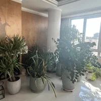 فروش گیاهان آپارتمانی - فوری