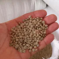 عدس تازه (باگونی)
