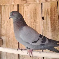 کبوترسبزکاشونی