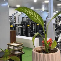 مربی بدنساز خصوصی