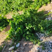 باغ و زمین کشاورزی مخصوص باغ