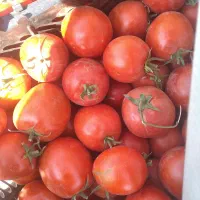 گوجه درجه یک