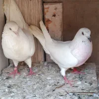 کفتر|پرنده|بندرعباس, |دیوار