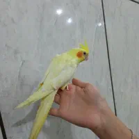 عروس هلندی دستی جوان