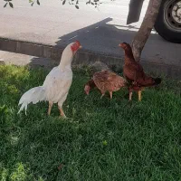 خروس ومرغ لاری