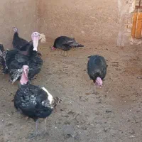 سلام.یه دونه بوقلمون ماده با ۸عدد تخم .سالم وسلامت