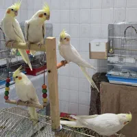 عروس هلندی لوتینو کاملا دستی و خلنگی ۲ ماهه