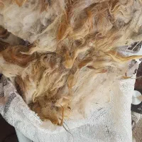پشم گوسفند