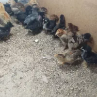 جوجه محلی