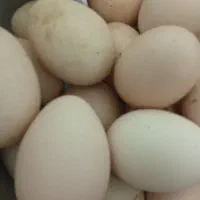 تخم مرغ محلی دونه ای ۱۷هزارتومن