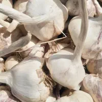 فروش یه تن سیر درجه ۱ و ۲۰۰کیلو ضایعات