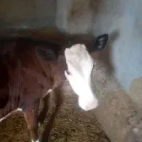 گوساله ماده