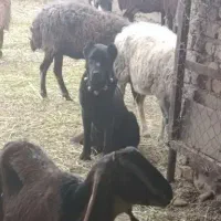 توله قهدریجانی