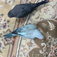 طوطی سخنگو راهب