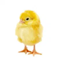 جوجه بلدرچین یک روز