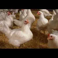 مرغ تخمی