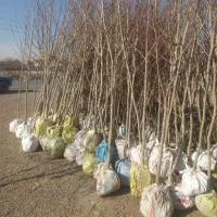 نهال چن ساله|گل و گیاه طبیعی|شاندیز, |دیوار