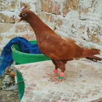 کبوتر