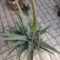 گیاه آلوئه ورا