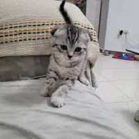 گربه اسکاتیش