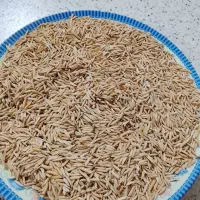 برنج فجر شمالی شلتوک