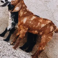 جفت کهره جملی