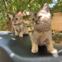 گربه گلد بلک گلد و بلو