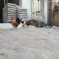 مرغ تخم گذار وخروس