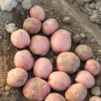 خرید سیب زمینی پیاز و گوجه بصورت کمیسیون