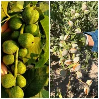 تولید نهال بادام و گردو پربار تضمینی