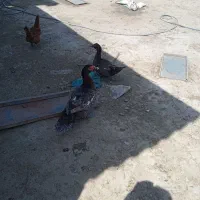 اردک خارجی رنگ خاص