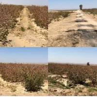 فروش زمین پسته مروست
