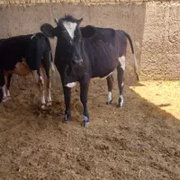 گوساله و گاو
