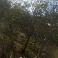 باغ ۸۰۰ متری