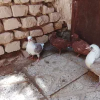 چهار جفت کفتر
