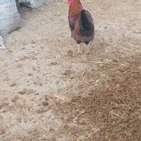 خروس|حیوانات مزرعه|شیروان (خراسان), |دیوار