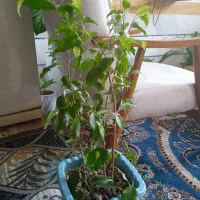 با سلام یک عدد گل دیفن  و یک عدد گل بنجامین