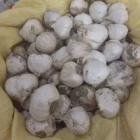 موسیر تازه