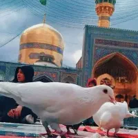 کاروان امام رضا بمناسبت تولد امام رضا