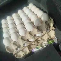 تخم مرغ ارزان