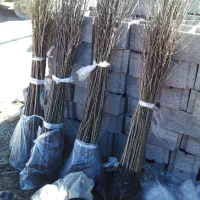 قلمه کبوده باریشه و قلمه بدون ریشه