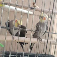 عروس هلندی ومرغ مینا