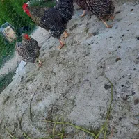 تخم مرغ آمروک پیلموت راک اصل