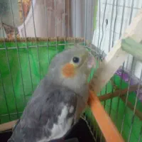 جوجه عروس هلندی