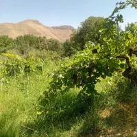 باغ فروشی